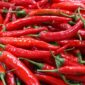 Capsaicin dalam cabai memiliki efek antiinflamasi yang dapat membantu meredakan peradangan dalam tubuh. (Pixabay.com/wolvesandbears)
