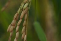 Ilustrasi Gabah Petani. (Pixabay.com/ignartonosbg)